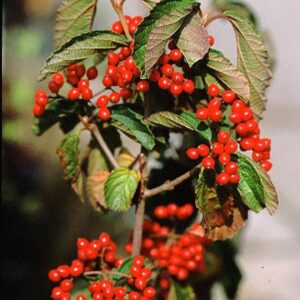 Viburnum dilatatum 'Sealing Wax'
