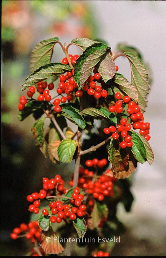 Viburnum dilatatum 'Sealing Wax'