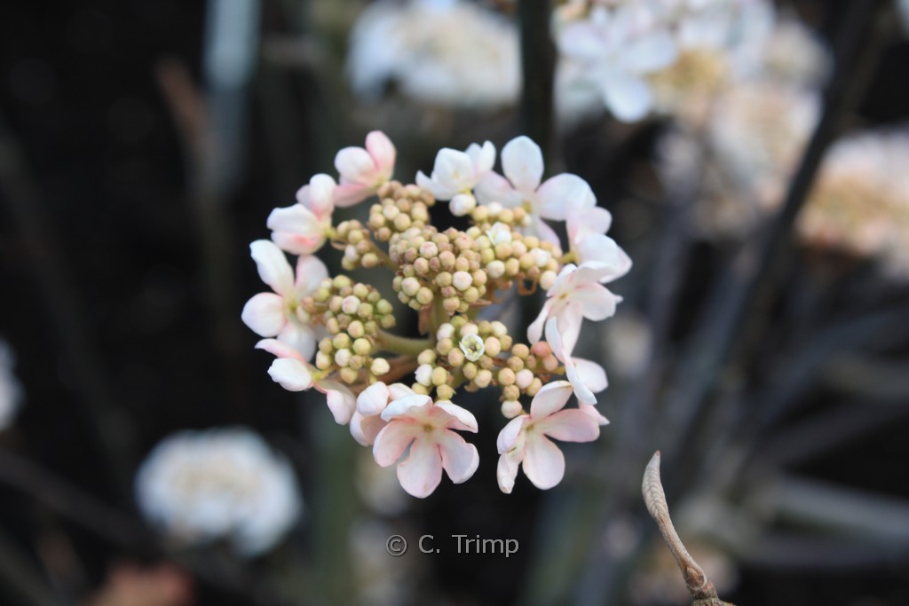 Viburnum furcatum 'Pink Parasol'
