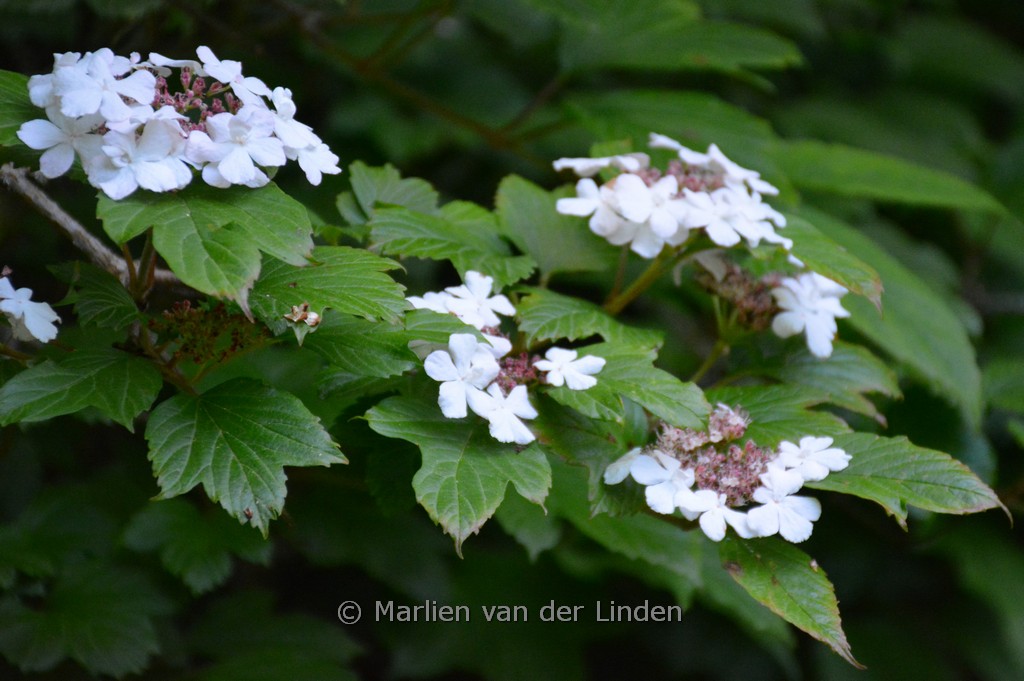 Viburnum koreanum