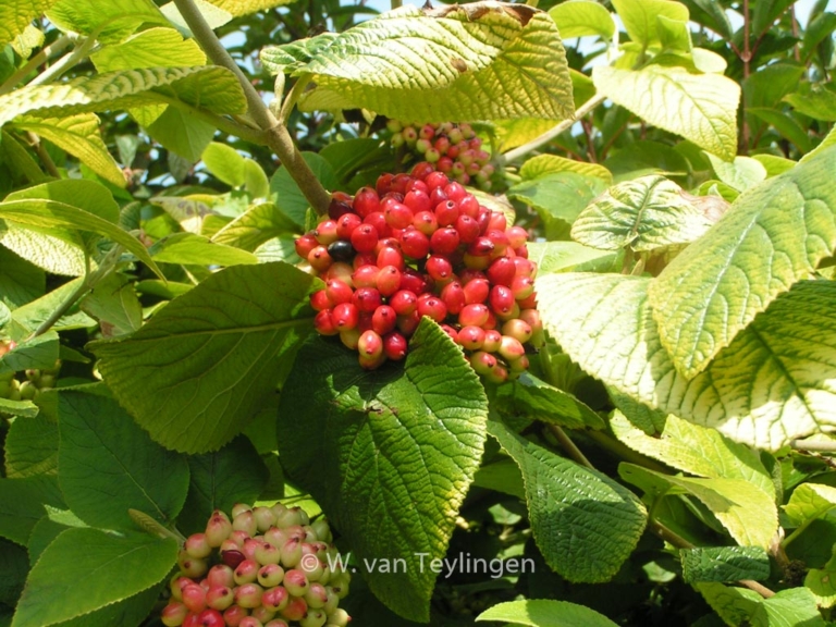 Viburnum lantana 'Aureum'