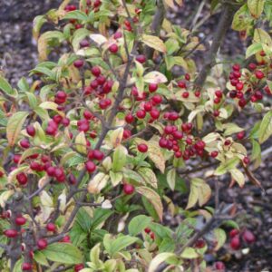 Viburnum luzonicum