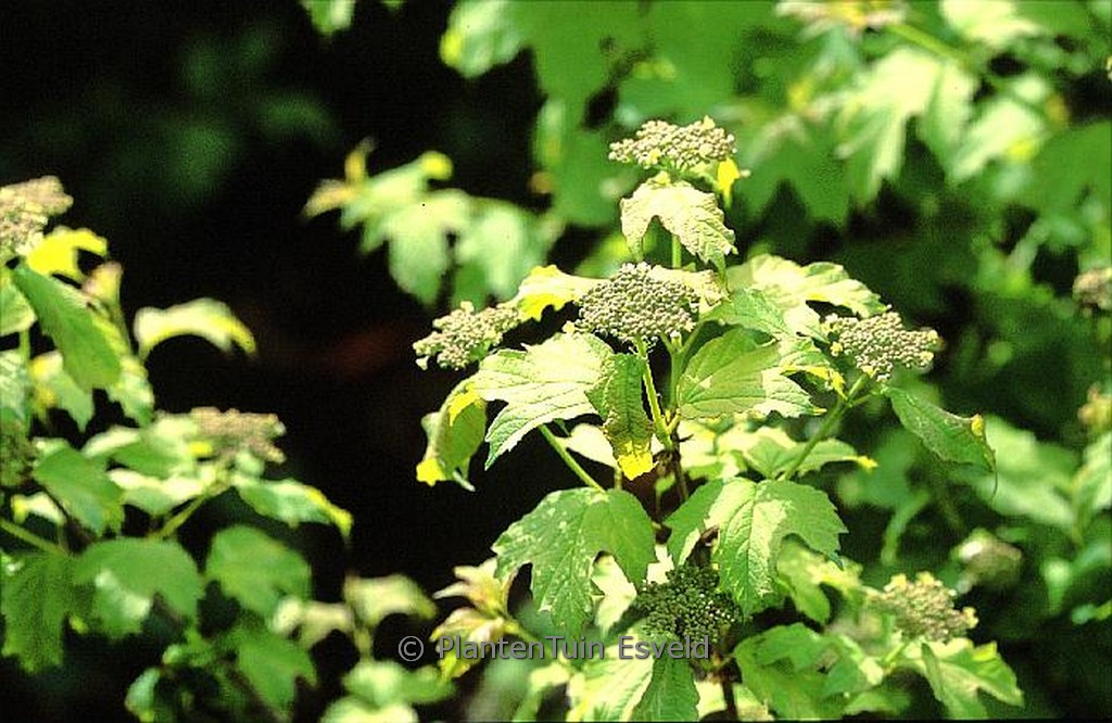 Viburnum opulus 'Park Harvest'