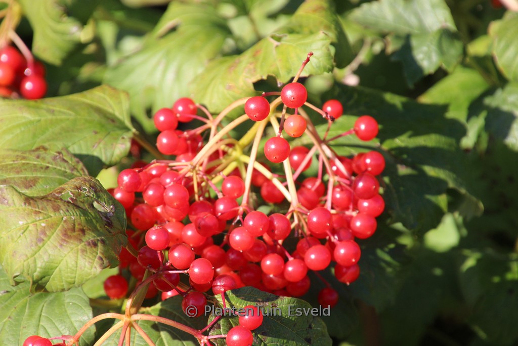 Viburnum opulus 'Pohjan Neito'