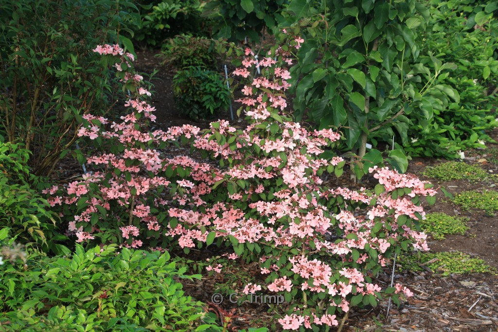 Viburnum plicatum 'Molly Schroder'