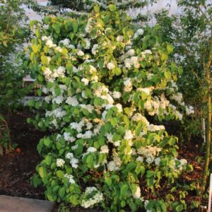 Viburnum plicatum 'Newport'