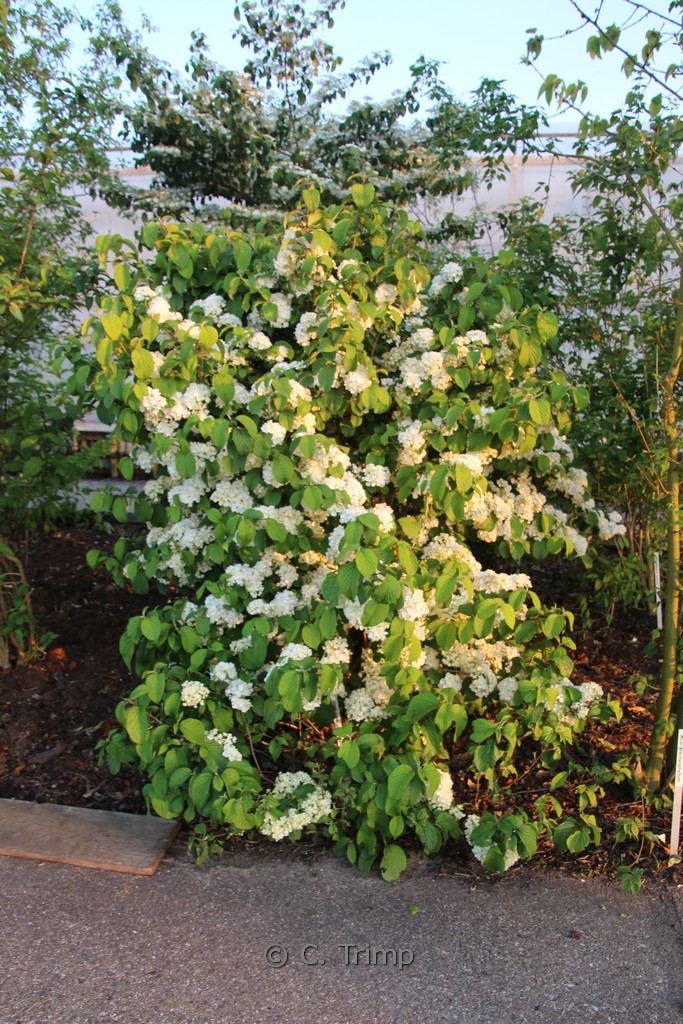 Viburnum plicatum 'Newport'