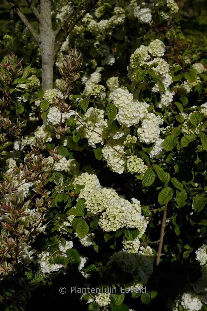 Viburnum plicatum 'Popcorn'
