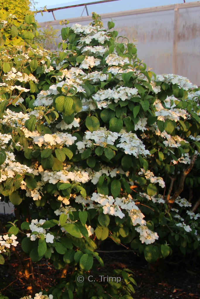 Viburnum plicatum 'Shasta'