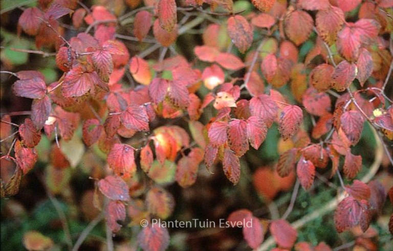 Viburnum rafinesquianum