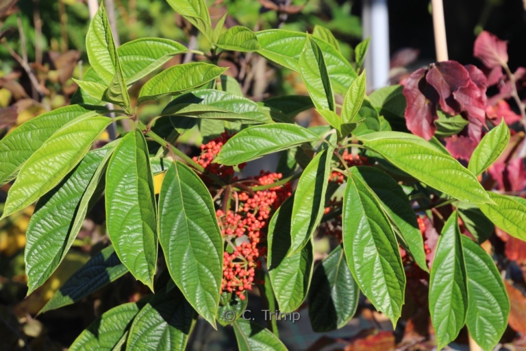 Viburnum ternatum