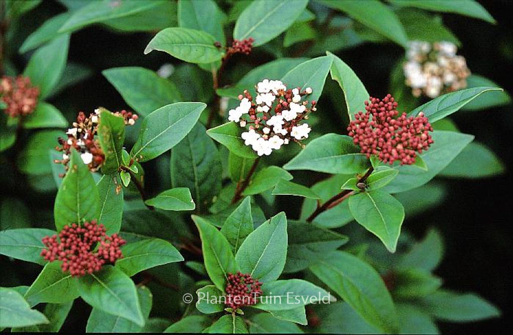 Viburnum tinus 'Purpureum'