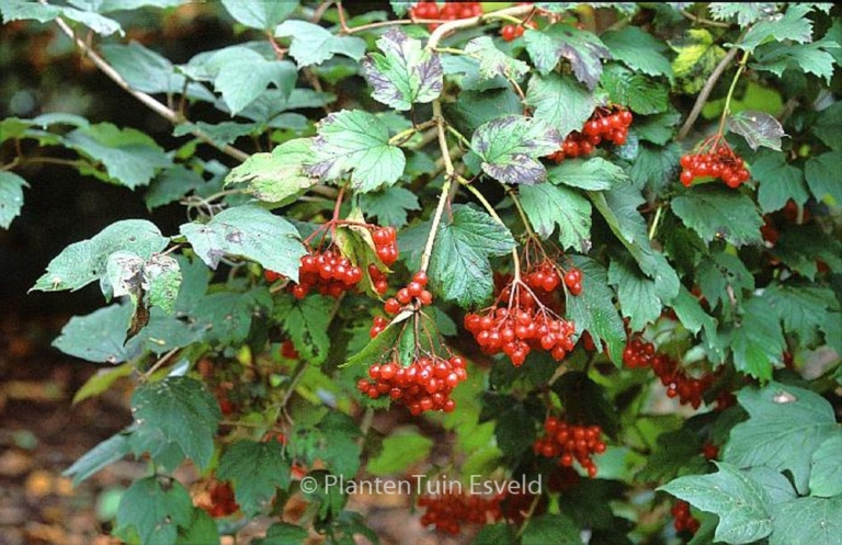 Viburnum trilobum