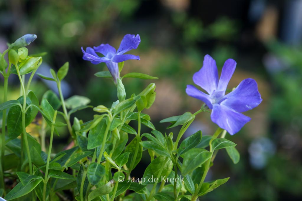 Vinca minor 'Anna'