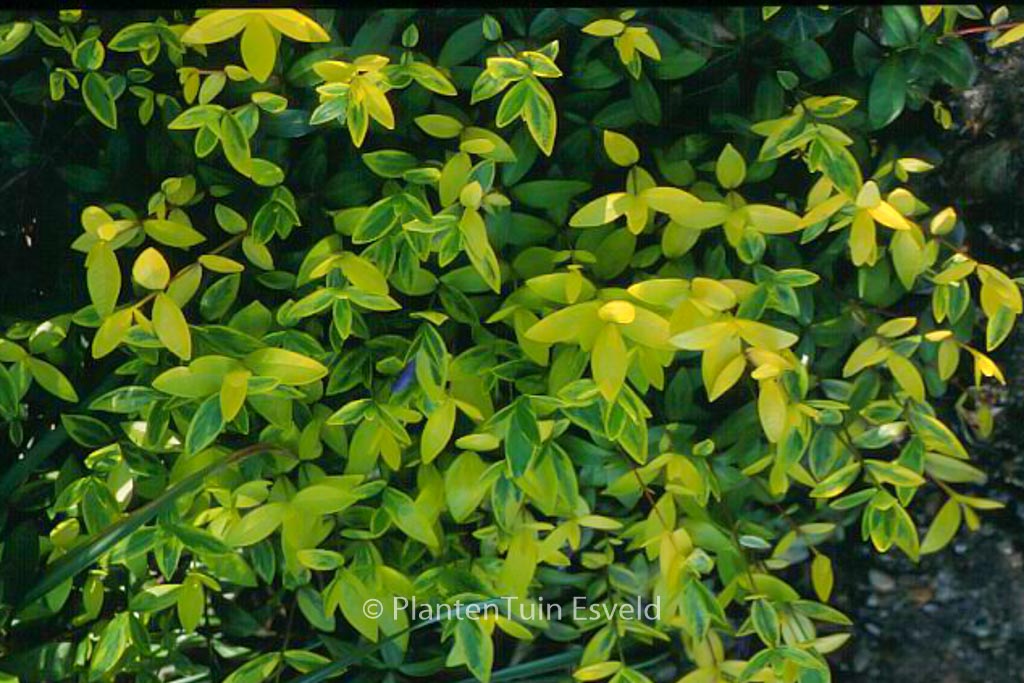 Vinca minor 'Aureovariegata'