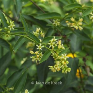 Vincetoxicum hirundinaria