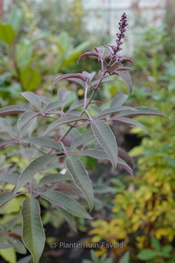 Vitex 'Bailtexone' (FLIP SIDE)