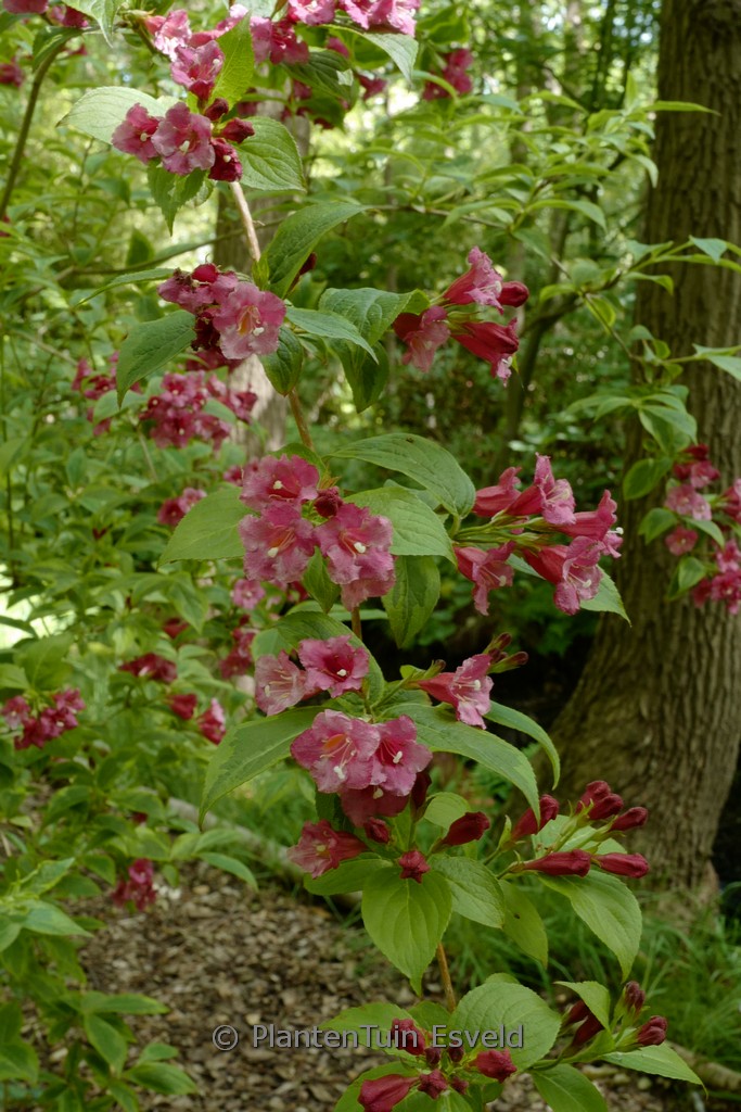 Weigela florida 'Brigela' (FRENCH LACE) (MOULIN ROUGE)
