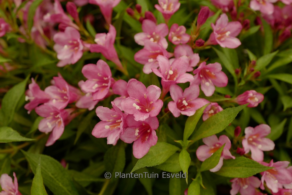 Weigela 'TVP3' (PICOBELLA ROSSO)