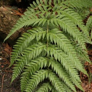 Woodwardia fimbriata