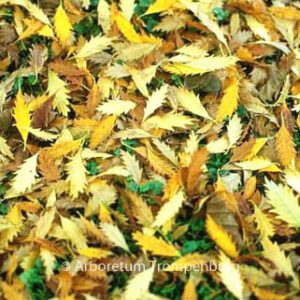 Zelkova carpinifolia 'Verschaffeltii'