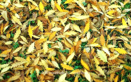 Zelkova carpinifolia 'Verschaffeltii'