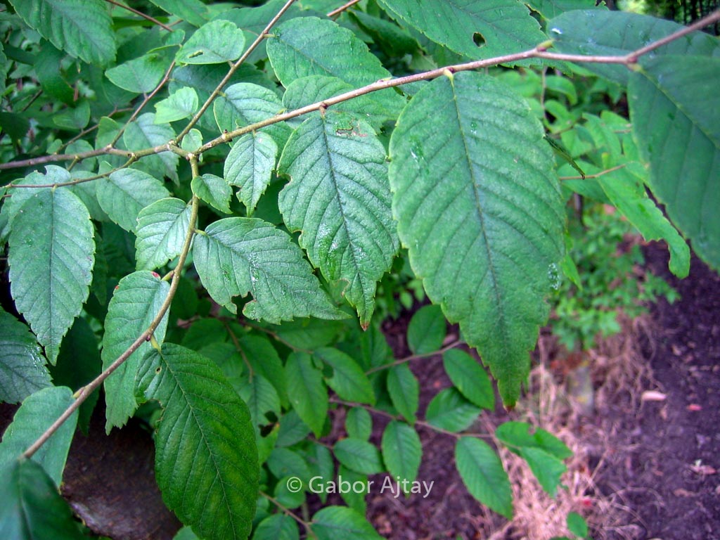 Zelkova sinica