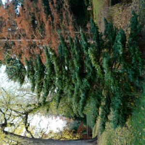 Abies koreana
