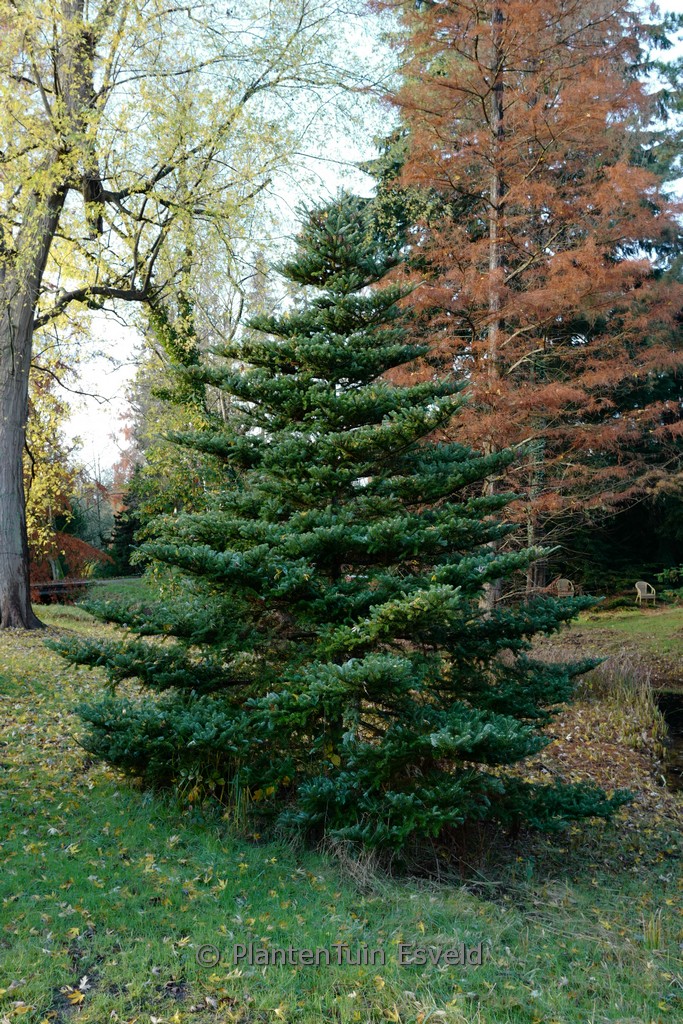 Abies koreana