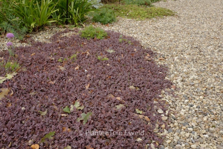 Acaena inermis 'Purpurea'