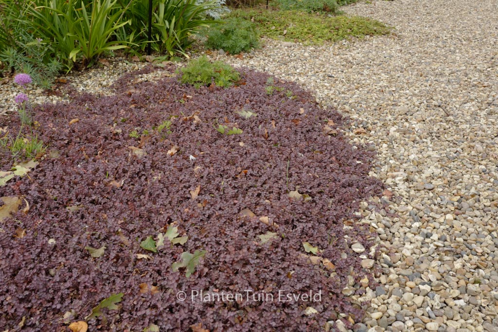 Acaena inermis 'Purpurea'