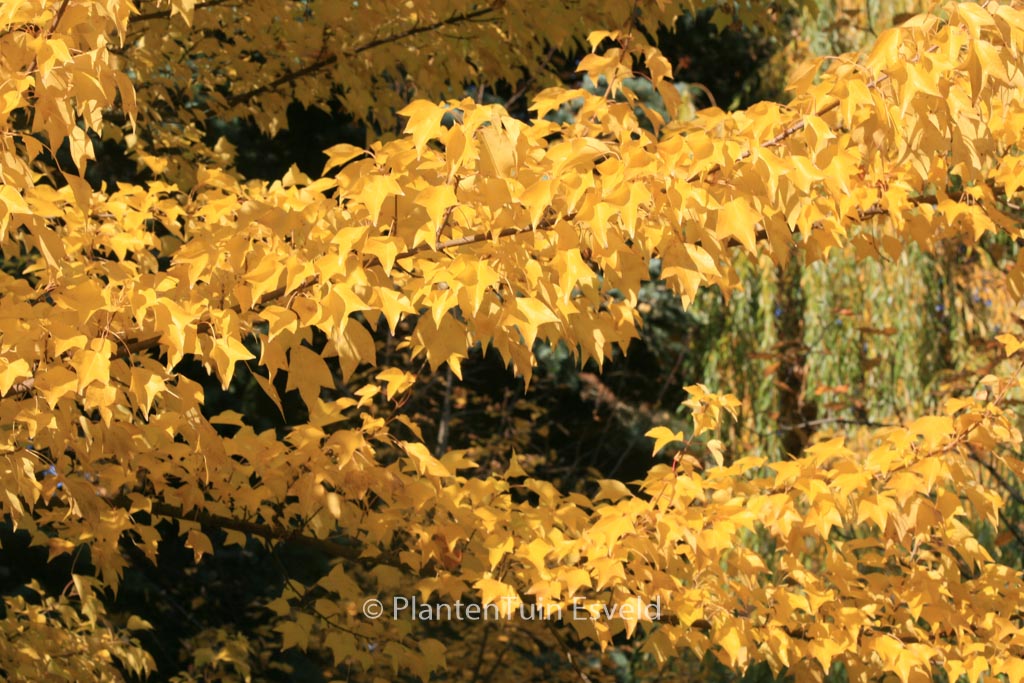 Acer buergerianum