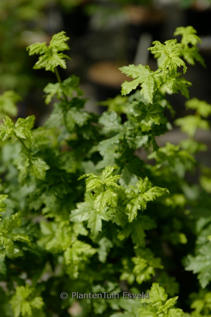 Acer circinatum 'Gee's Witch's Broom'