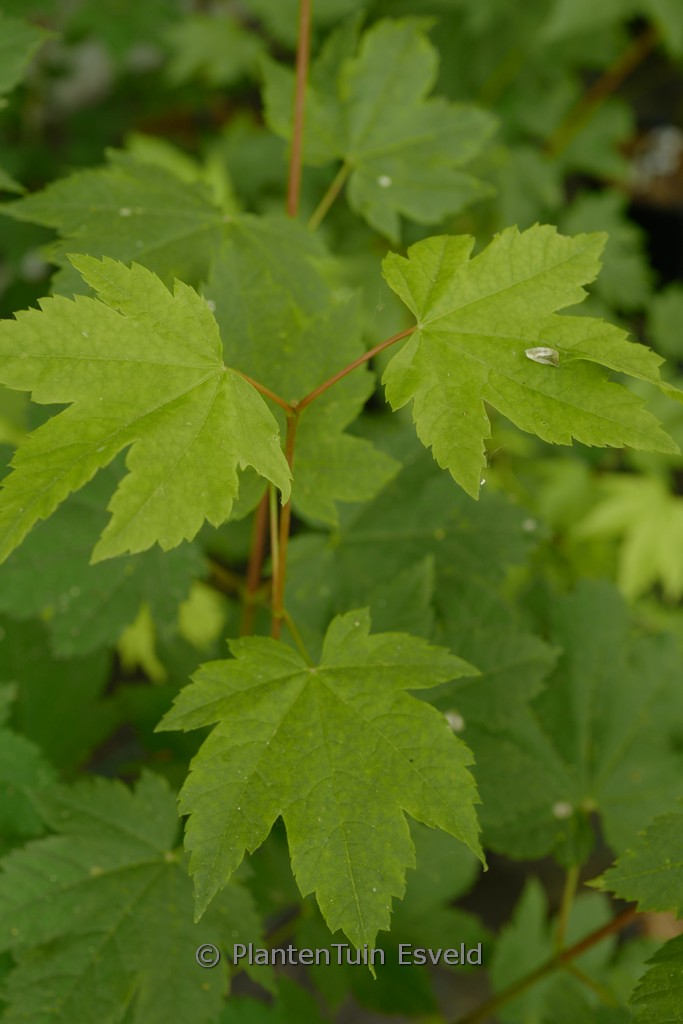 Acer circinatum 'Pinky'