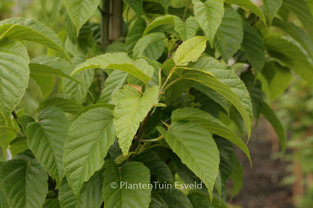 Acer davidii 'Serendipity'