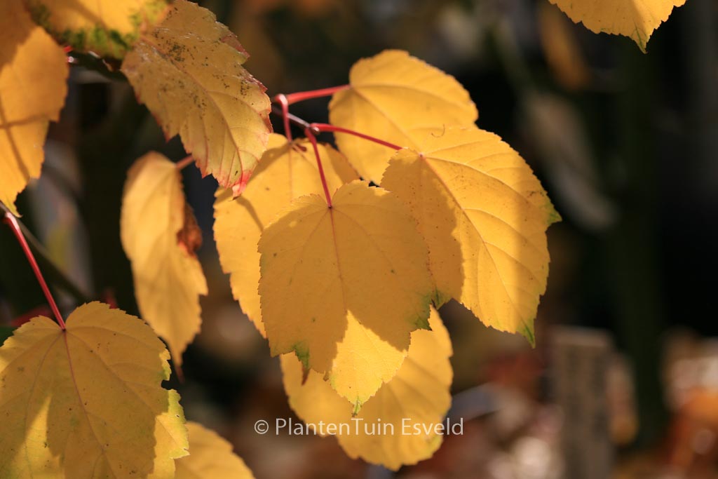 Acer davidii 'Westonbirt'