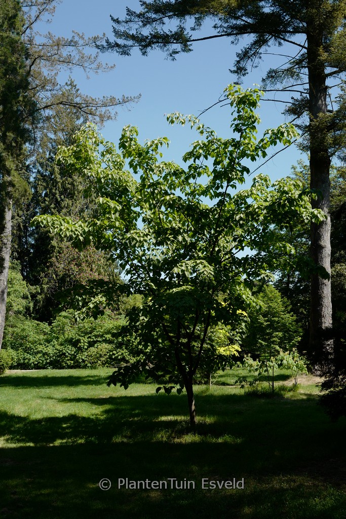 Acer distylum