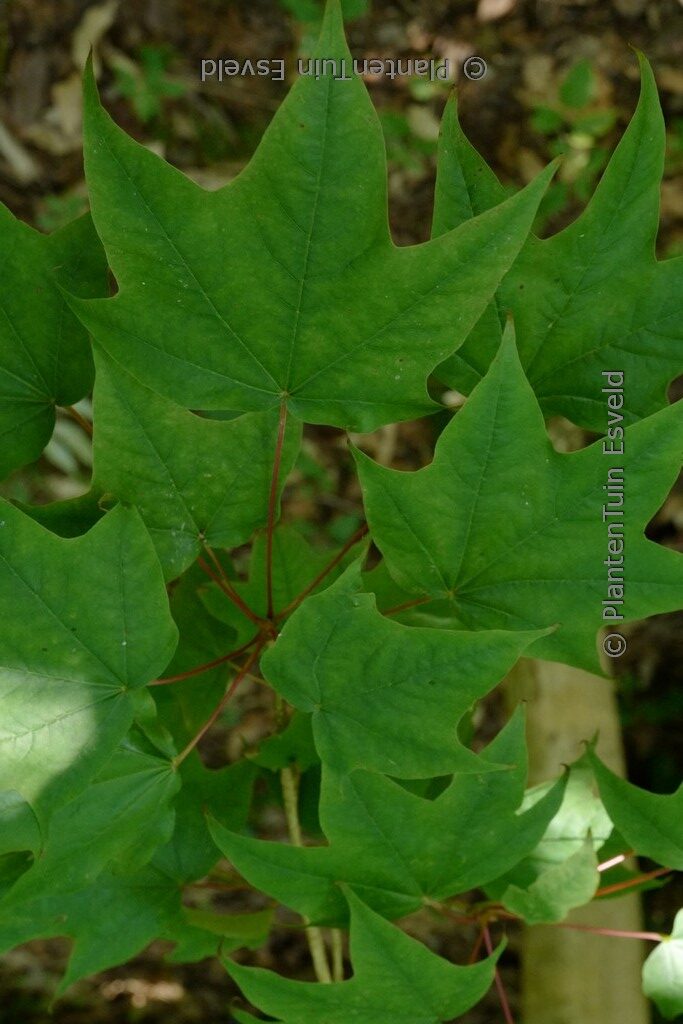 Acer longipes - Afbeelding 2