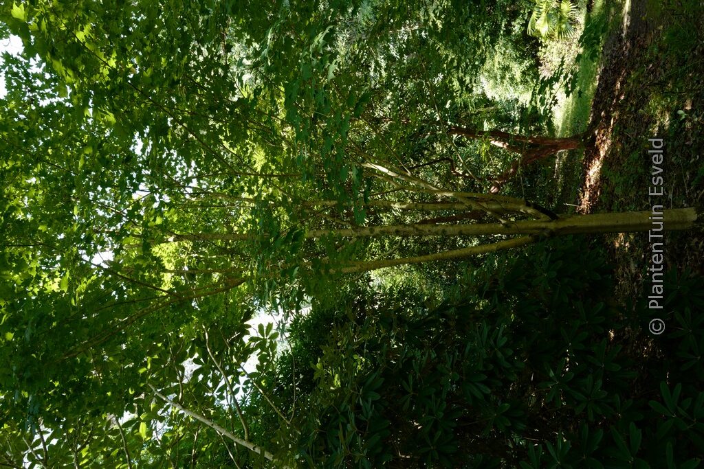 Acer longipes - Afbeelding 4