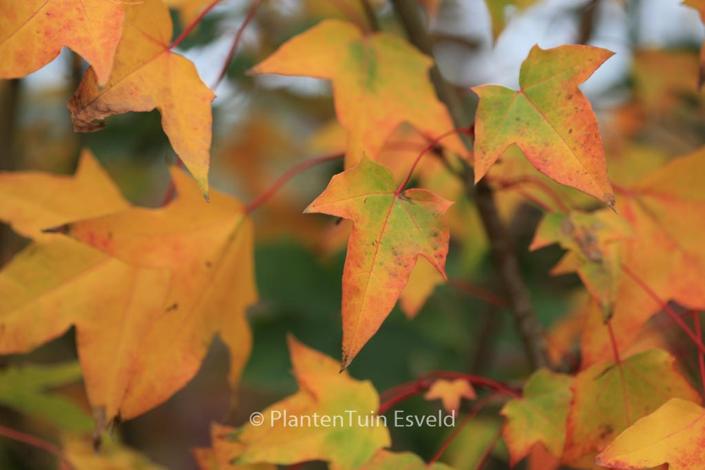 Acer longipes