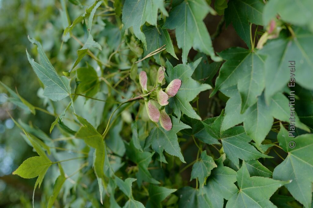 Acer oliverianum - Afbeelding 8