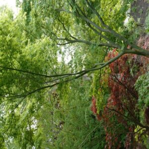 Acer palmatum 'Ukon'