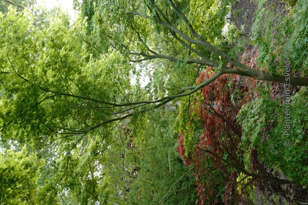 Acer palmatum 'Ao-yagi'