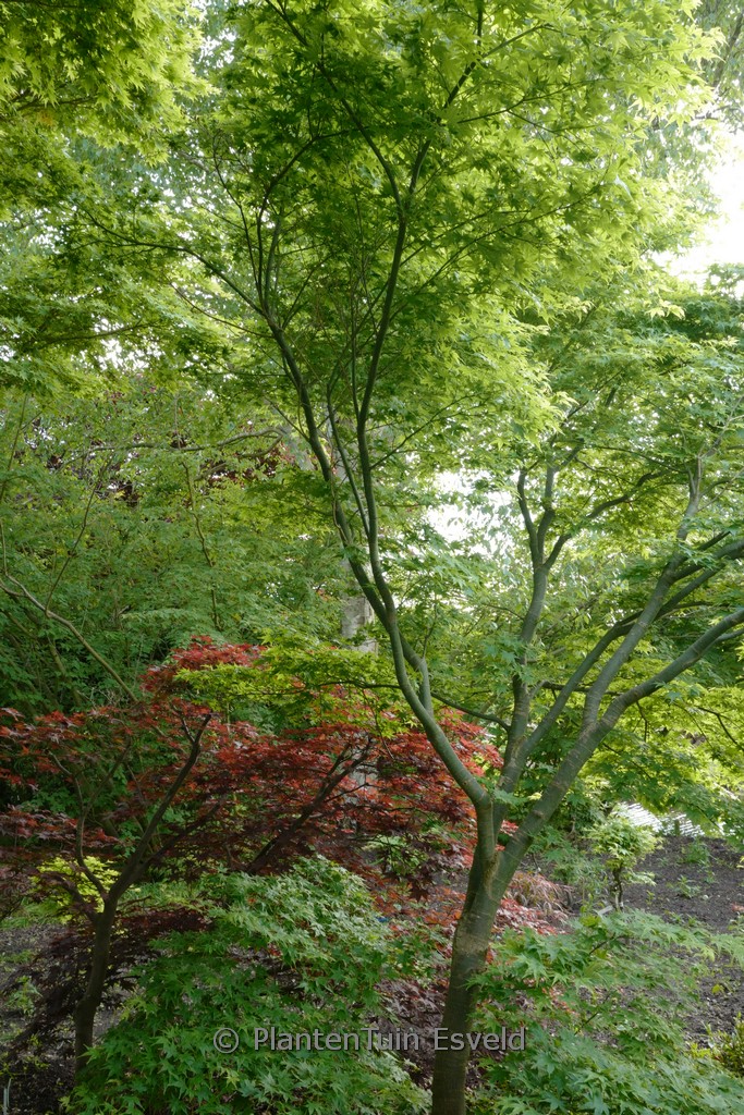 Acer palmatum 'Ao-yagi'