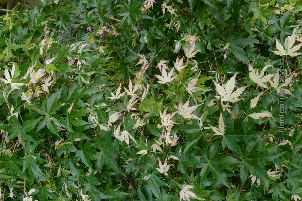 Acer palmatum 'Asahi-zuru'