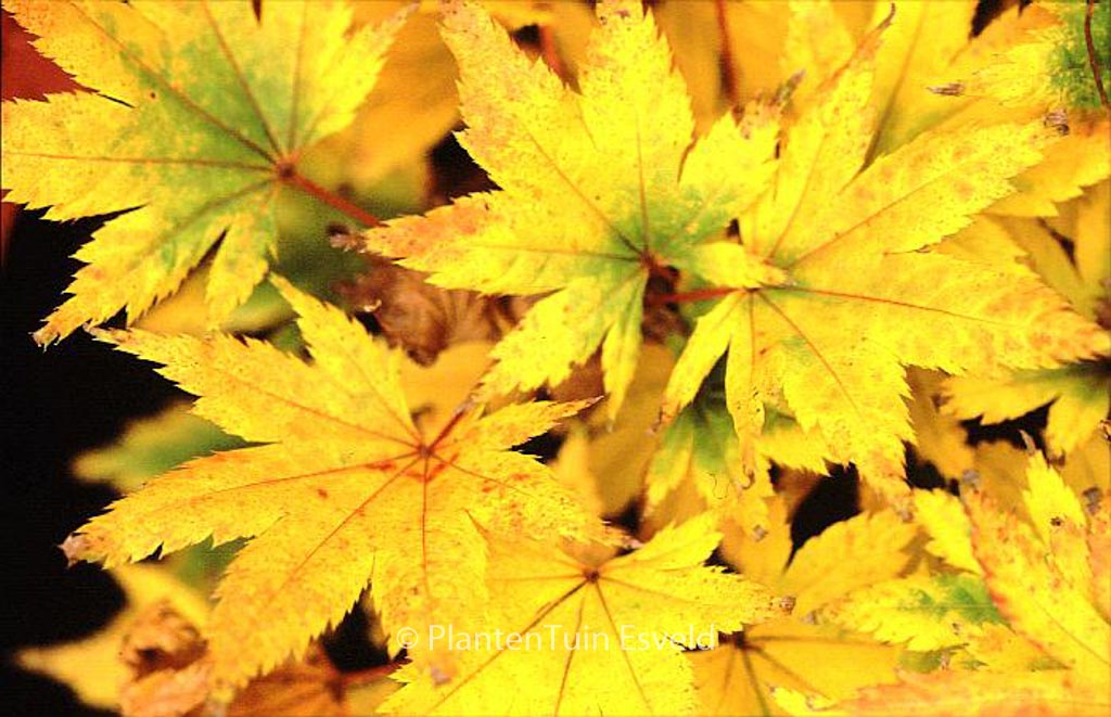Acer palmatum 'Beni-musume'