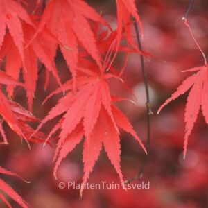 Acer palmatum 'Nicholsonii'