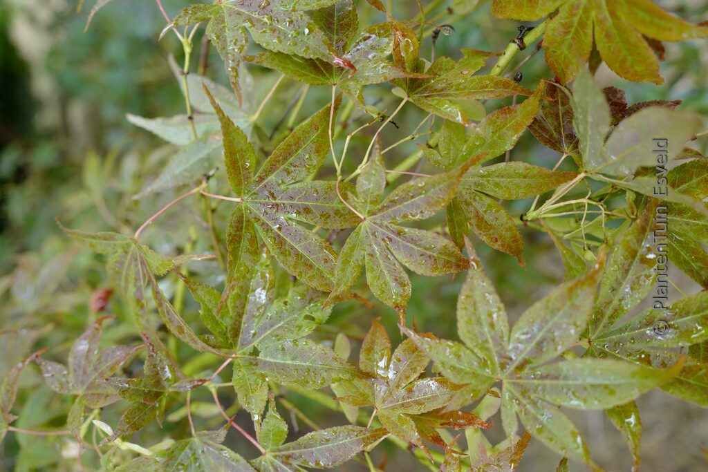 Acer palmatum 'Red Jonas' - Afbeelding 7