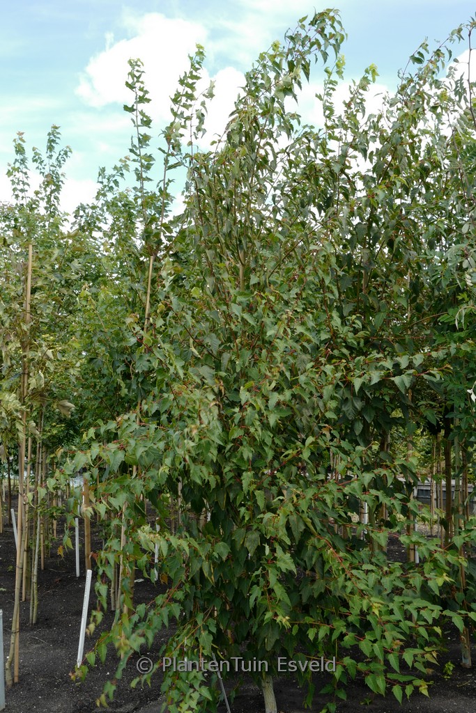 Acer pectinatum 'Forrestissimo'