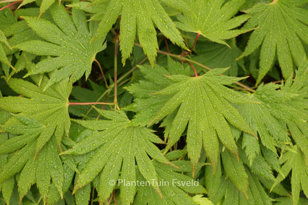 Acer shirasawanum 'Smokie Rise Church'